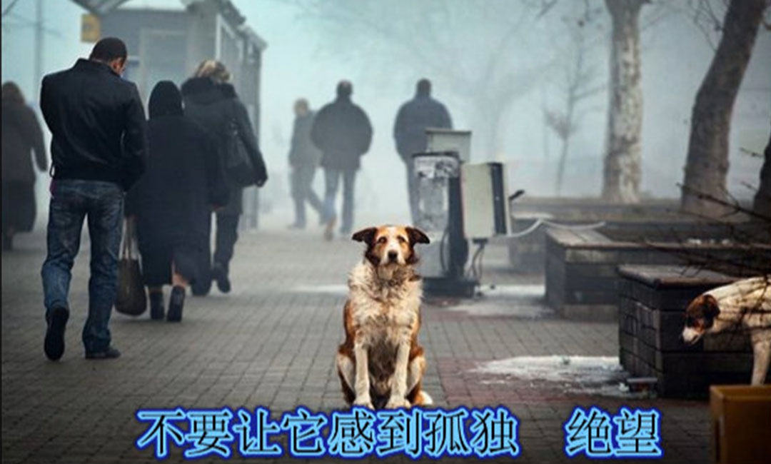 广州广州爱影圈微博微信转发案例